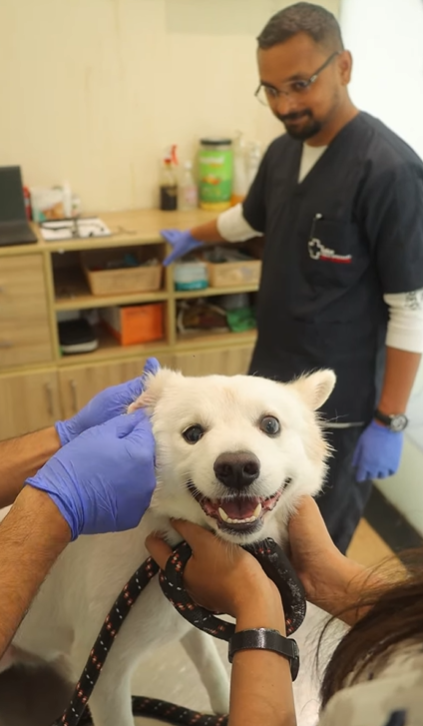 Constant head shaking or ear scratching isn’t normal - it could be an infection! 🐶