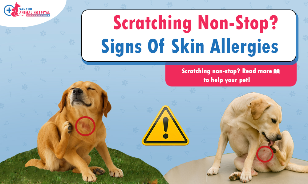 Itchy, Scratchy, Uncomfortable? Understanding and Treating Skin Allergies in Pets Itchy, Scratchy, Uncomfortable? Understanding and Treating Skin Allergies in Pets