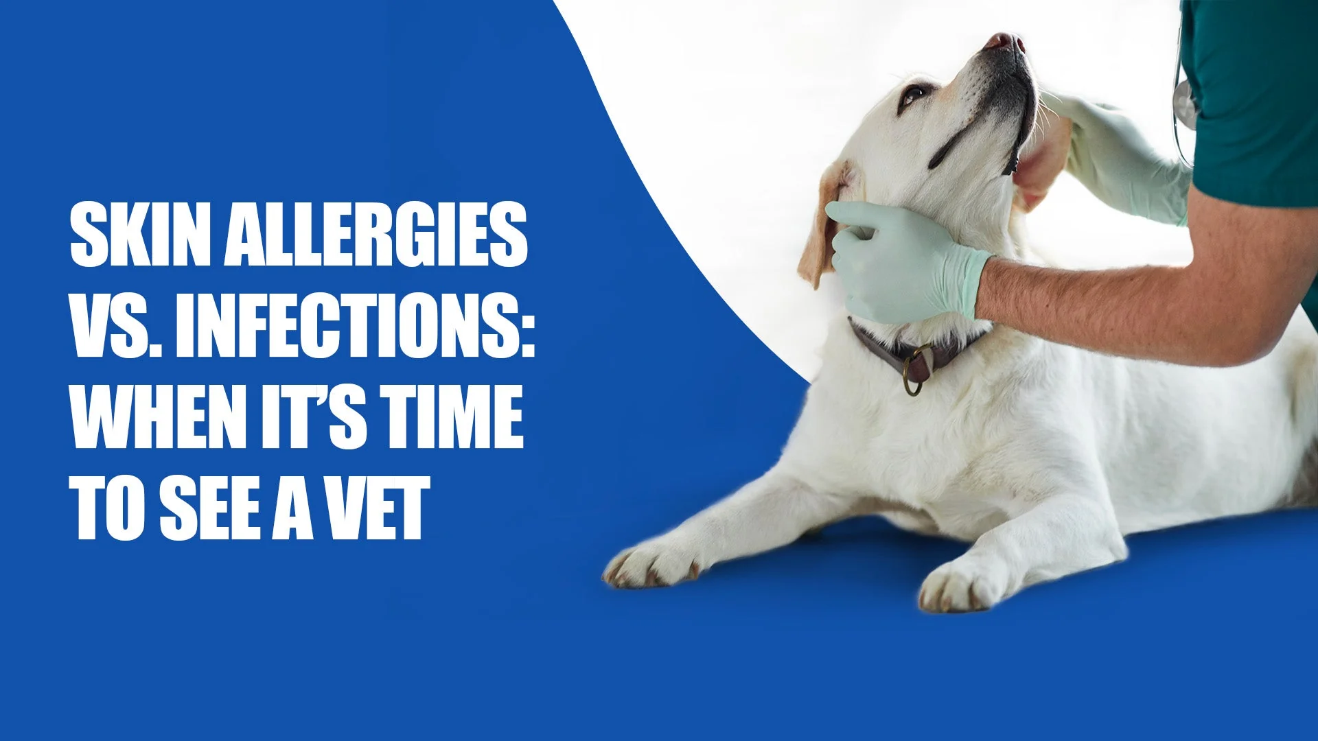 Pet Skin Allergies or Infections? Find Expert Vet Care in Sectors 47 and 49, gurugram with Zigly Pet Skin Allergies or Infections? Find Expert Vet Care in Sectors 47 and 49, gurugram with Zigly