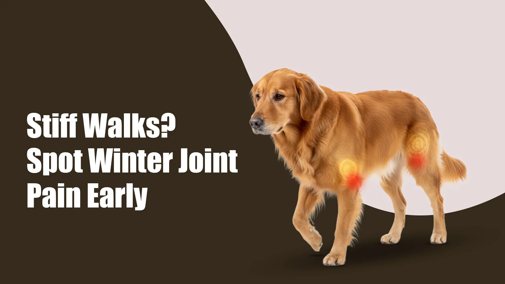 Winter Joint Pain in Pets in Kalyani Nagar, pune: Early Signs, Home Care & When to See a Vet