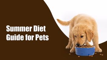 Summer Diet Guide for Pets: What to Feed Dogs and Cats in Hot Weather in BTM Layout, bengaluru Summer Diet Guide for Pets: What to Feed Dogs and Cats in Hot Weather in BTM Layout, bengaluru
