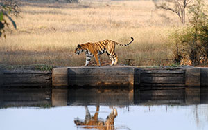 Wildlife and safari Tour Packages