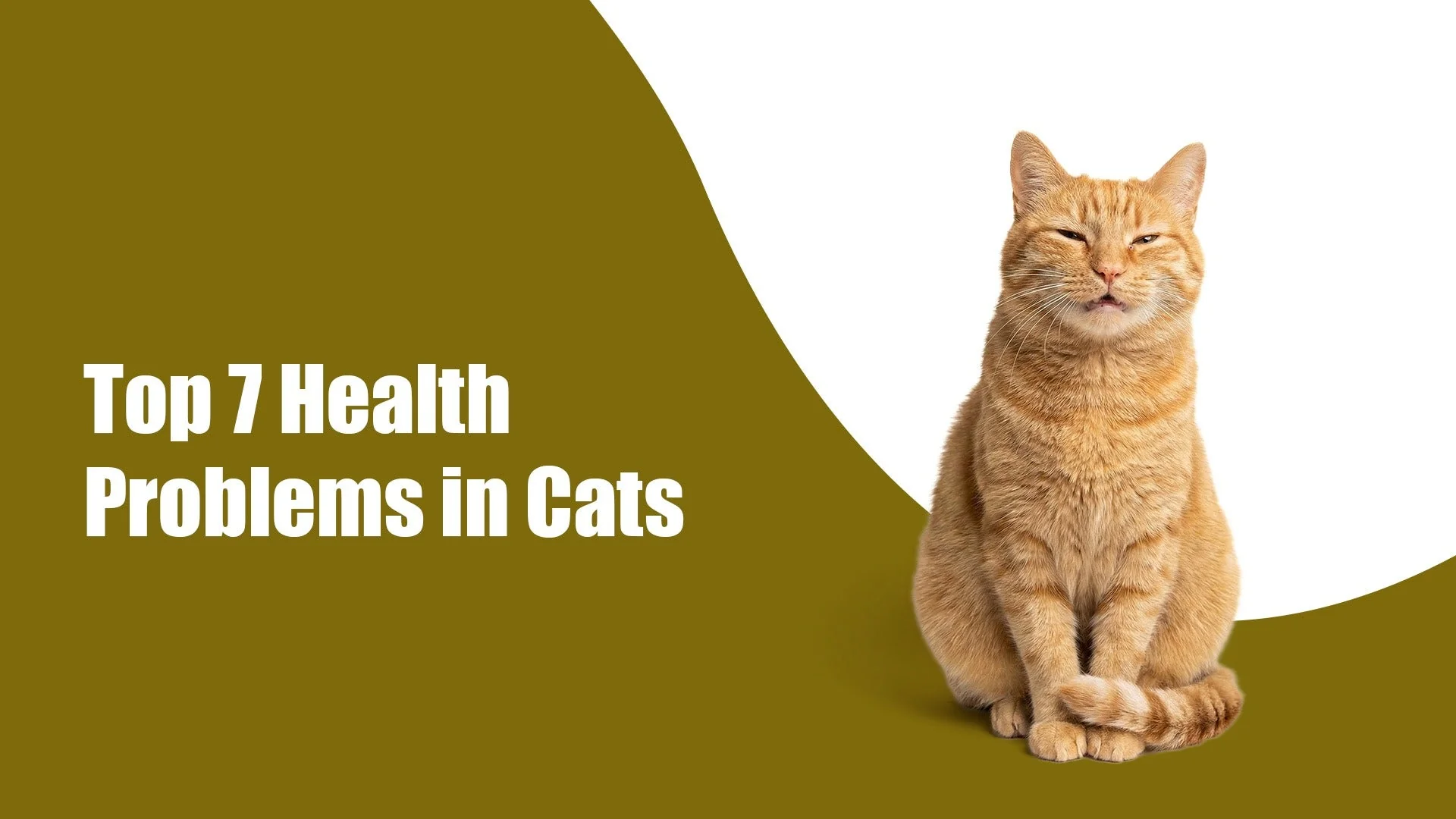 Top 7 Health Problems in Cats & How to Prevent Them (A Pet Parent’s Guide)