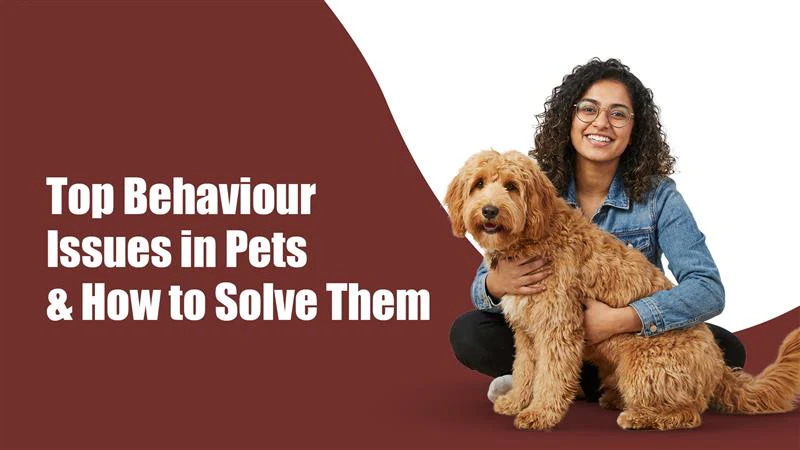 Top Behaviour Issues in Pets & How to Solve Them Top Behaviour Issues in Pets & How to Solve Them