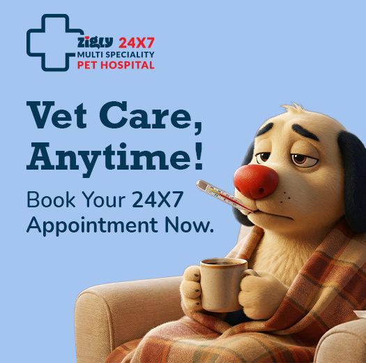 Zigly Pet Care - Vet Clinic, Pet Grooming & Pet Products