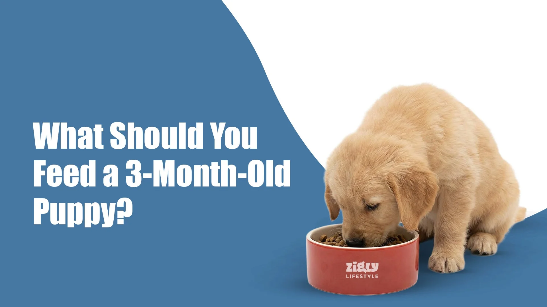 What Should You Feed a 3-Month-Old Puppy? A Vet-Approved Feeding Guide for Pet Parents in Sectors 47 and 49, gurugram