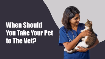 How Often Should You Take Your Pet to the Vet? A Complete Age-Wise Guide for Pet Parents in Sectors 47 and 49, gurugram How Often Should You Take Your Pet to the Vet? A Complete Age-Wise Guide for Pet Parents in Sectors 47 and 49, gurugram