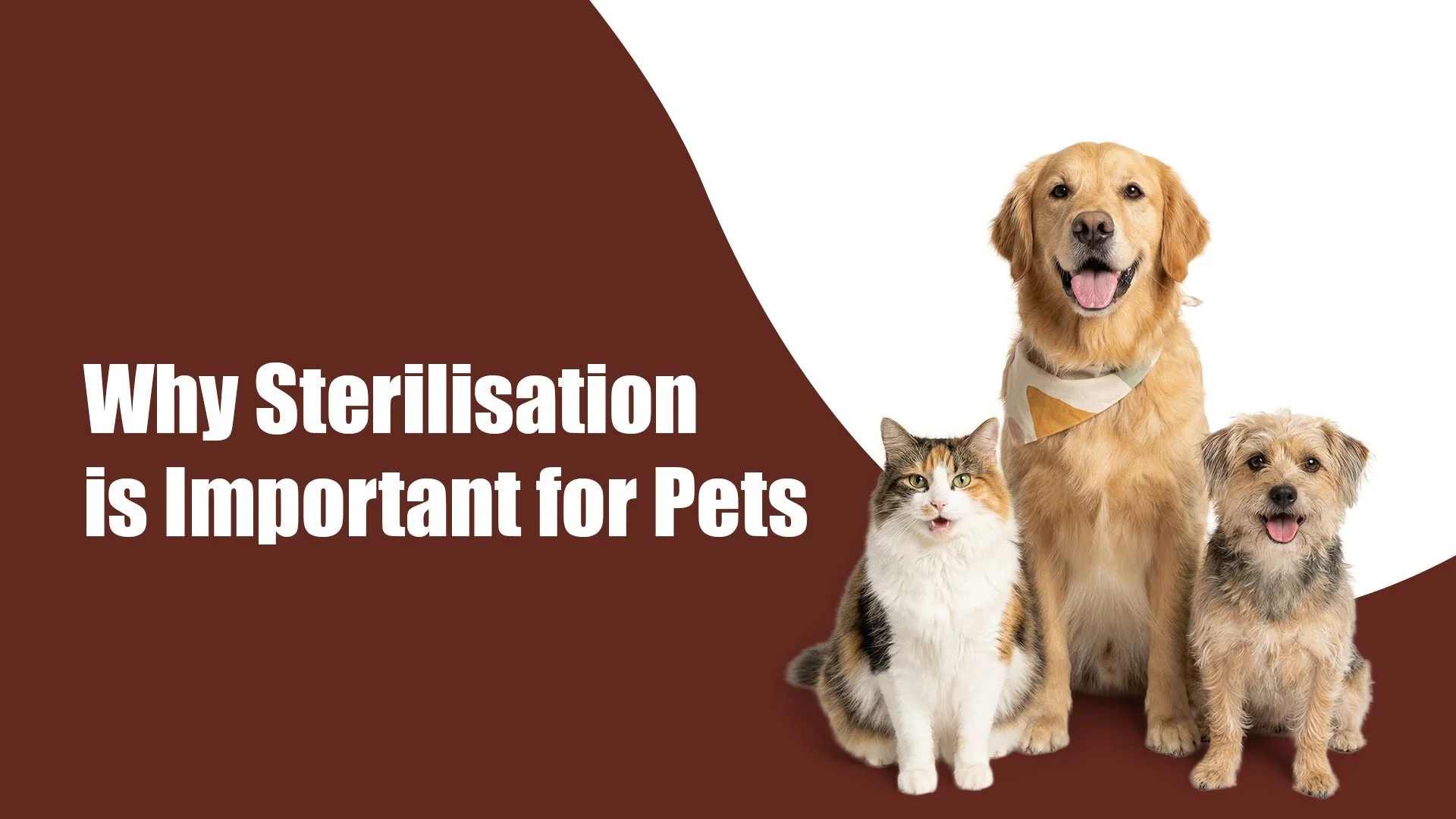 Why Sterilisation Is Important for Pets