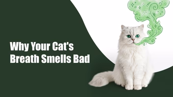 Cat Gum Disease: Why Your Cat’s Breath Smells Bad & How to Fix It in Sectors 47 and 49, gurugram Cat Gum Disease: Why Your Cat’s Breath Smells Bad & How to Fix It in Sectors 47 and 49, gurugram