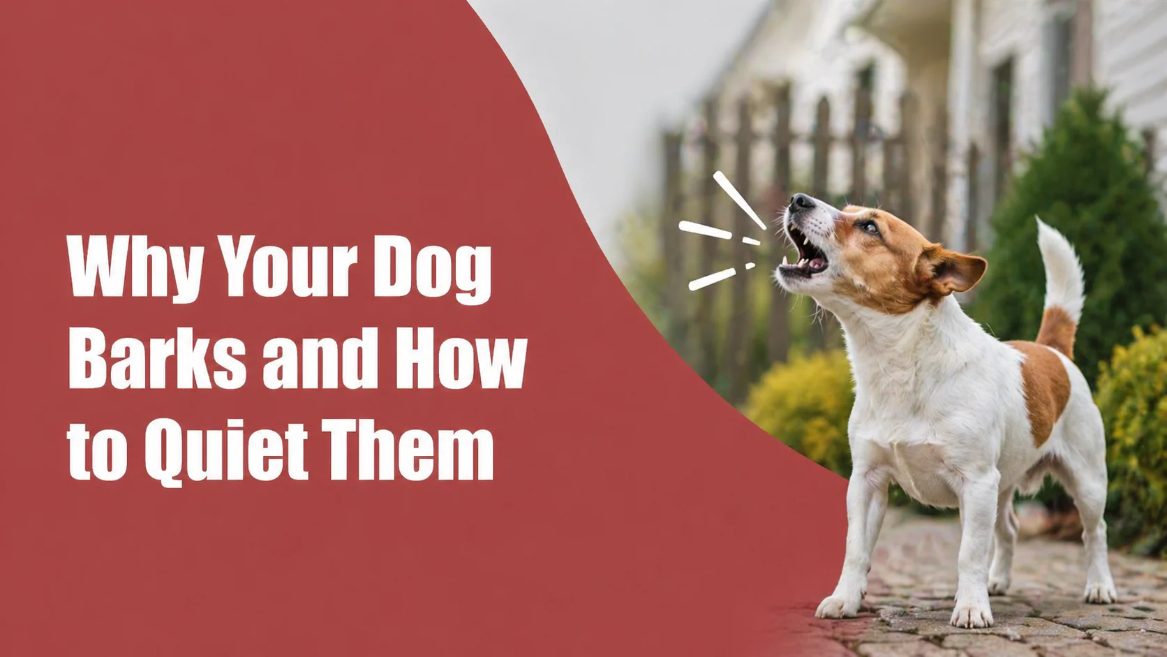 Why Your Dog Barks and How to Quiet Them