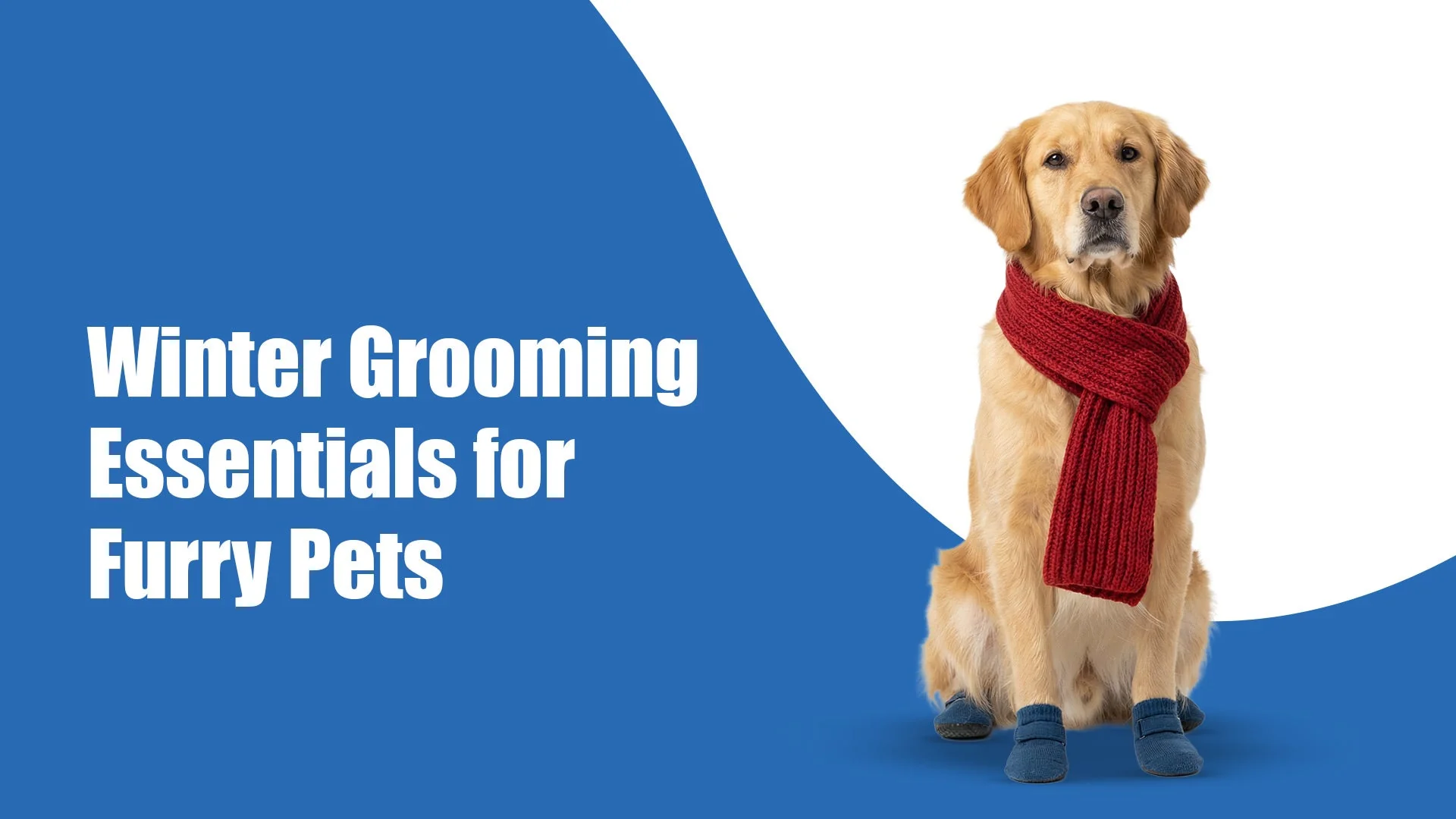 Winter Grooming Essentials for Furry Pets in Utrathiya, zirakpur: What Every Pet Parent Should Know