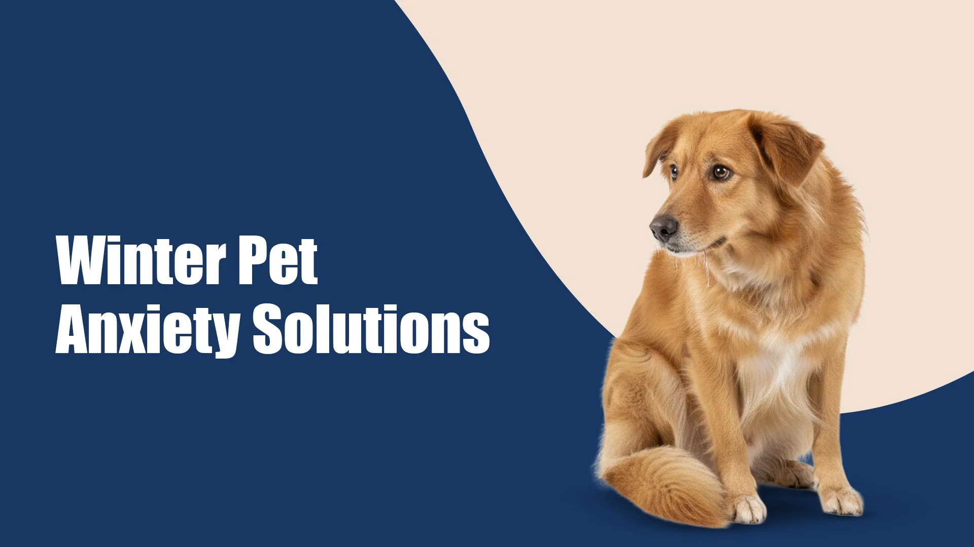 Winter Pet Anxiety in Kalyani Nagar, pune: Signs, Struggles & How to Help Your Pet Feel Safe