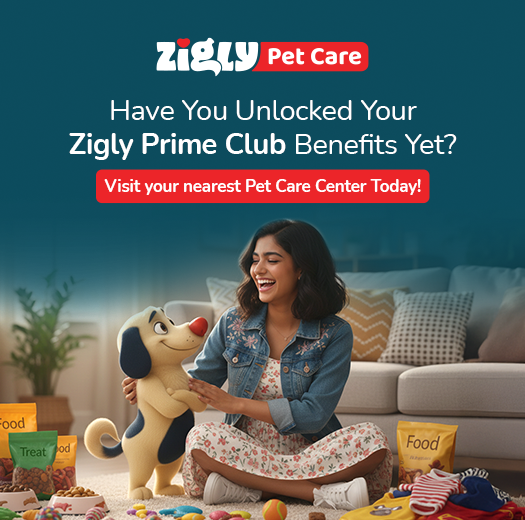 Zigly Pet Care - Vet Clinic, Pet Grooming & Pet Products