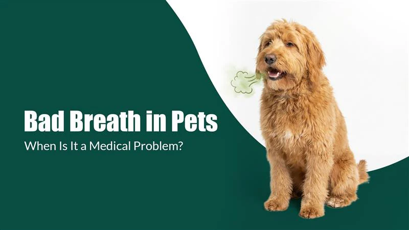 Bad Breath in Pets: When Is It a Medical Problem?