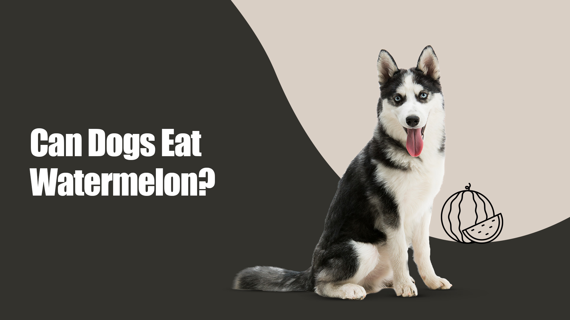 Watermelon for Dogs: Safety Overview  | Zigly Pet Shop in Kalyani Nagar, pune