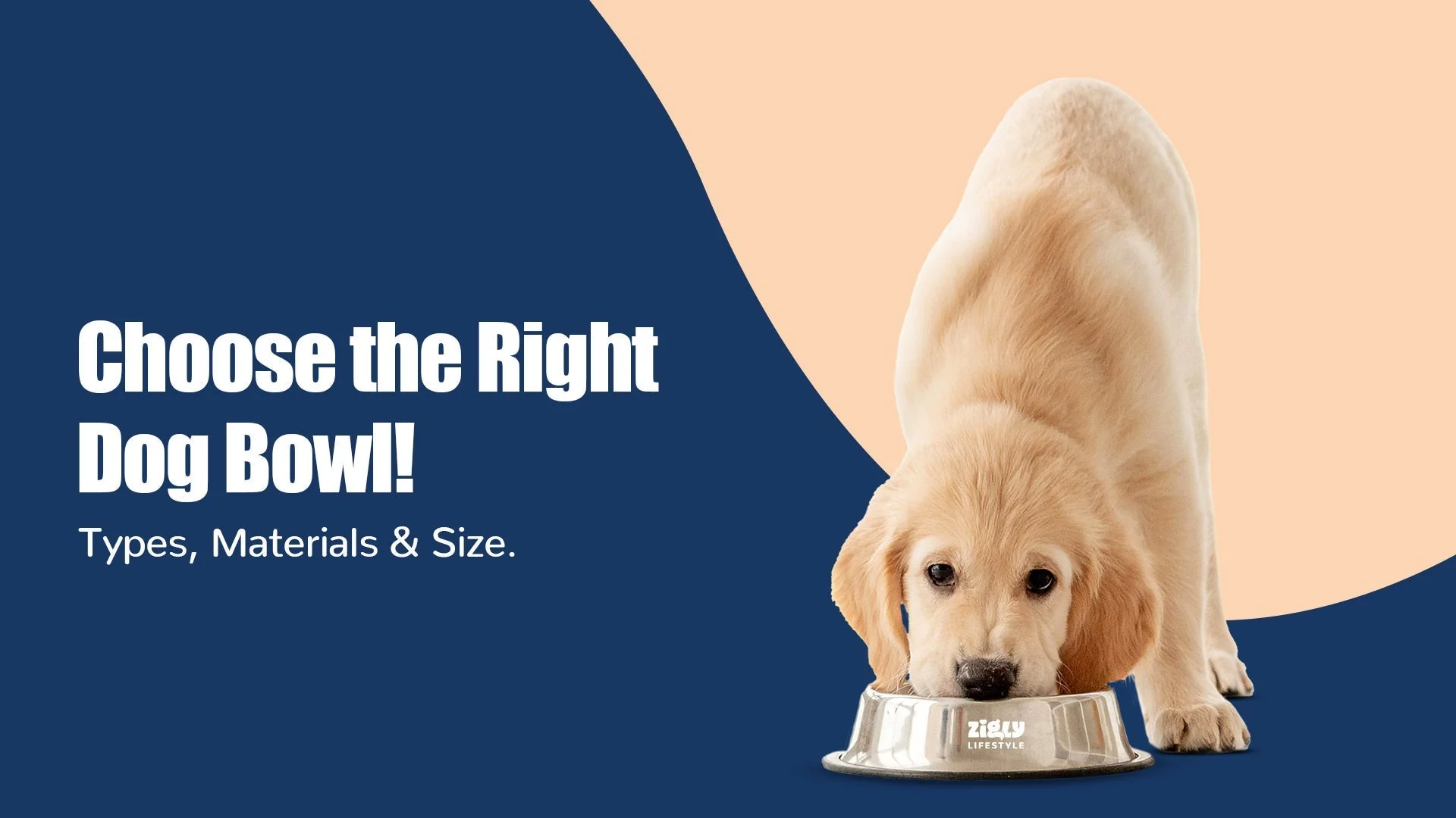 How to Choose the Right Dog Bowl for Your Pet in Kalyani Nagar, pune | A Complete Zigly Guide