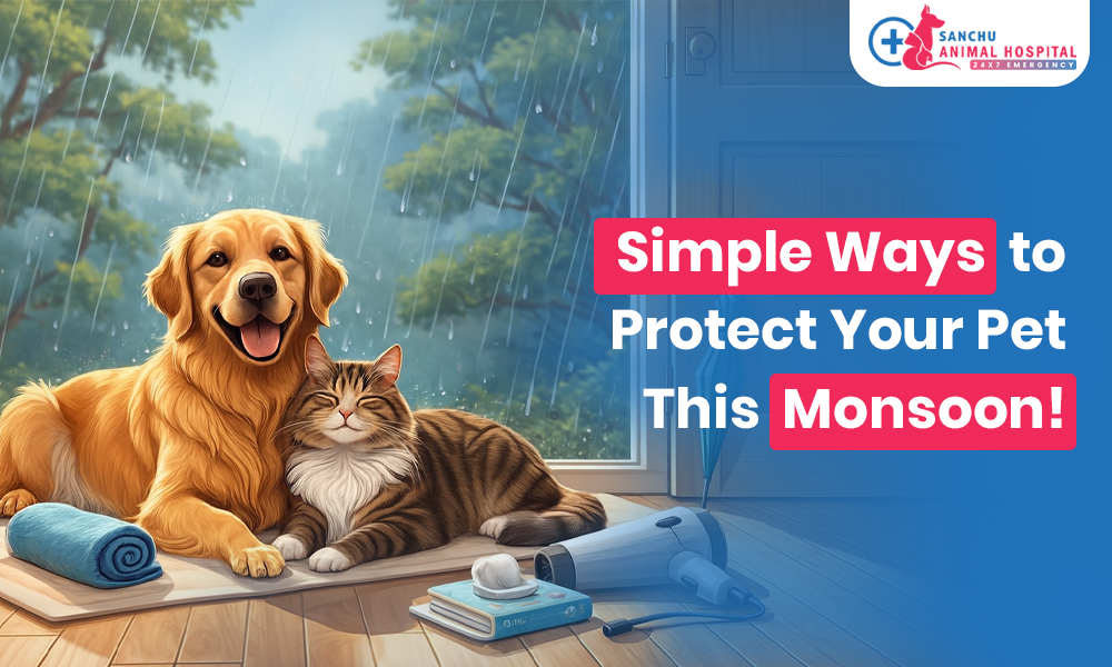 Monsoon Pet Care: Expert Tips to Keep Your Pet Healthy and Happy This Rainy Season Monsoon Pet Care: Expert Tips to Keep Your Pet Healthy and Happy This Rainy Season