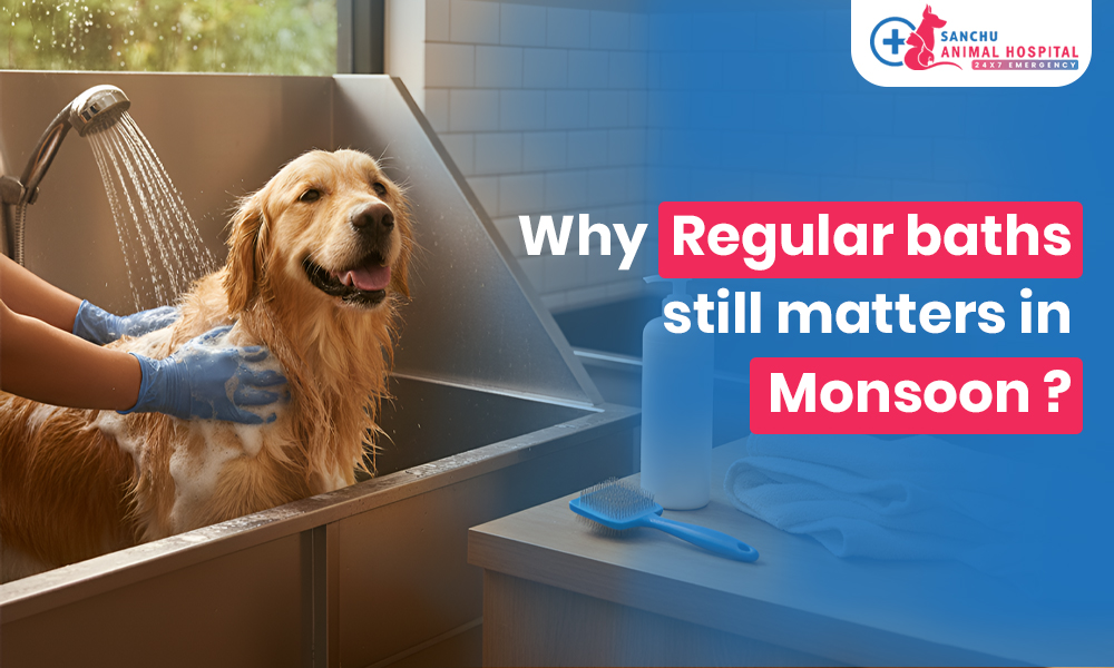 Grooming During Monsoon: Why Regular Baths Still Matter?