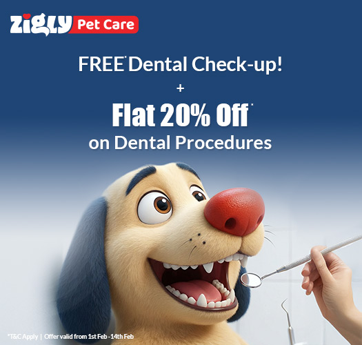 Zigly Pet Care - Pet Hospital, Pet Grooming & Pet Products