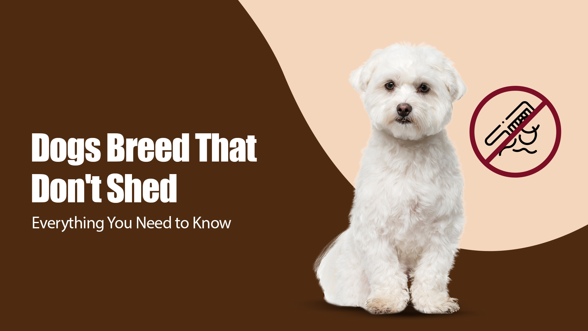 Dog Breeds That Don’t Shed | Zigly  Pet Shop in Janakpuri, New delhi