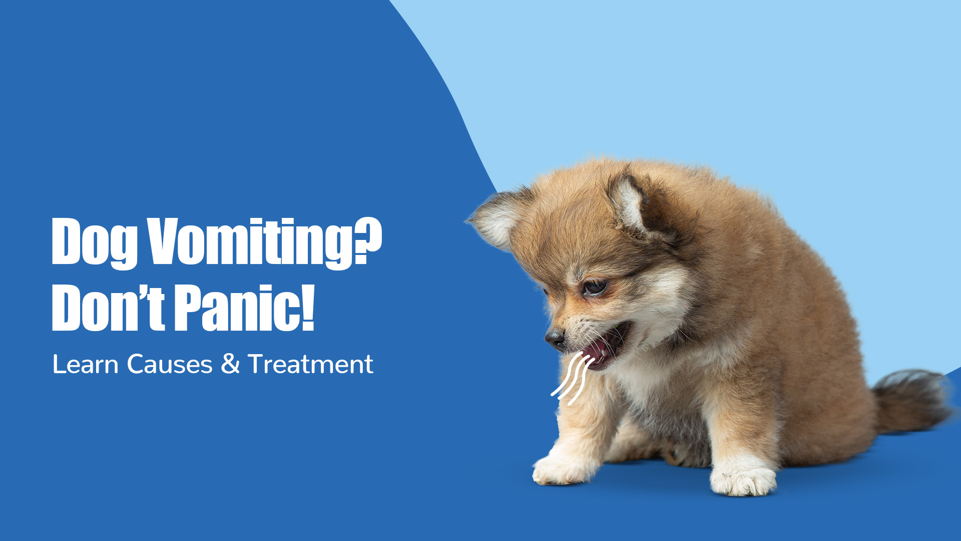 Most Common Poisonous Plants for Dogs | Zigly Pet Shop in Sindhu Bhavan Road, Ahmedabad