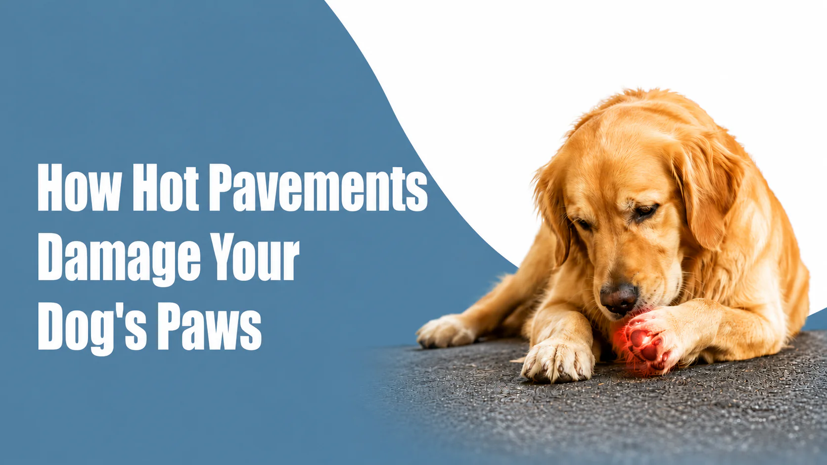 Paw Burn Alert: How Hot Pavements Damage Your Dog's Paws & How to Protect Them Paw Burn Alert: How Hot Pavements Damage Your Dog's Paws & How to Protect Them
