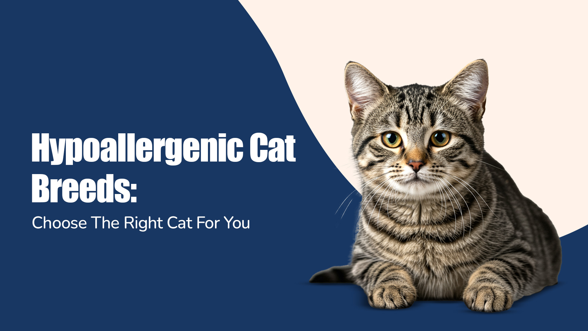 Hypoallergenic Cat Breeds: Choose The Right Cat For You | Zigly  Pet Shop in Model Town, Jalandhar