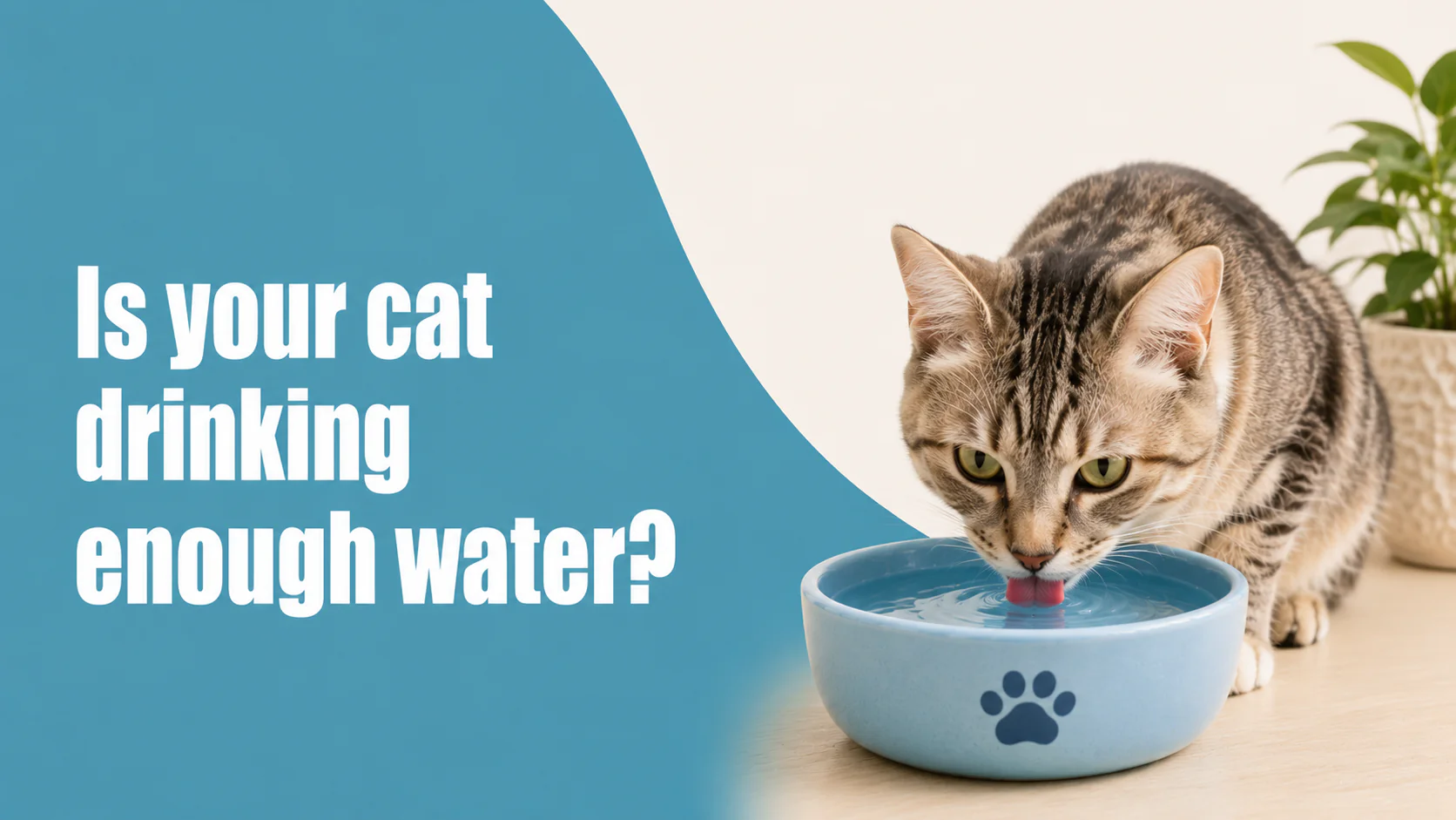 Cat Dehydration in Summer: Signs, Prevention & Hydration Tips for Cats Cat Dehydration in Summer: Signs, Prevention & Hydration Tips for Cats
