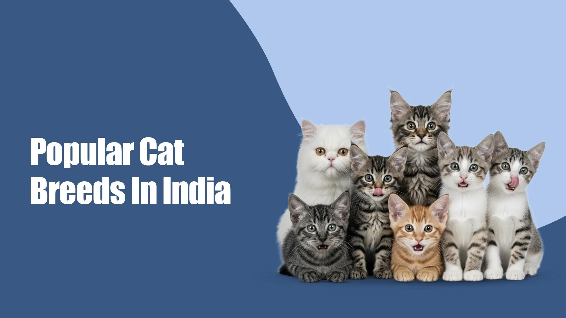 25 Most Popular Cat Breeds in India (2025 Guide for Pet Parents by Zigly)