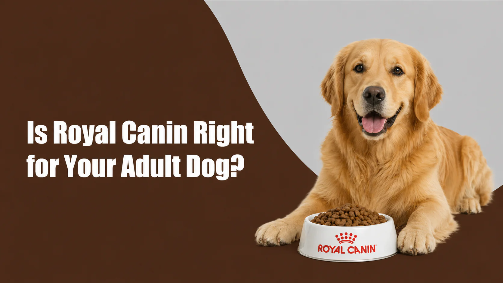 Is Royal Canin Right for Your Adult Dog in Sectors 47 and 49, gurugram?