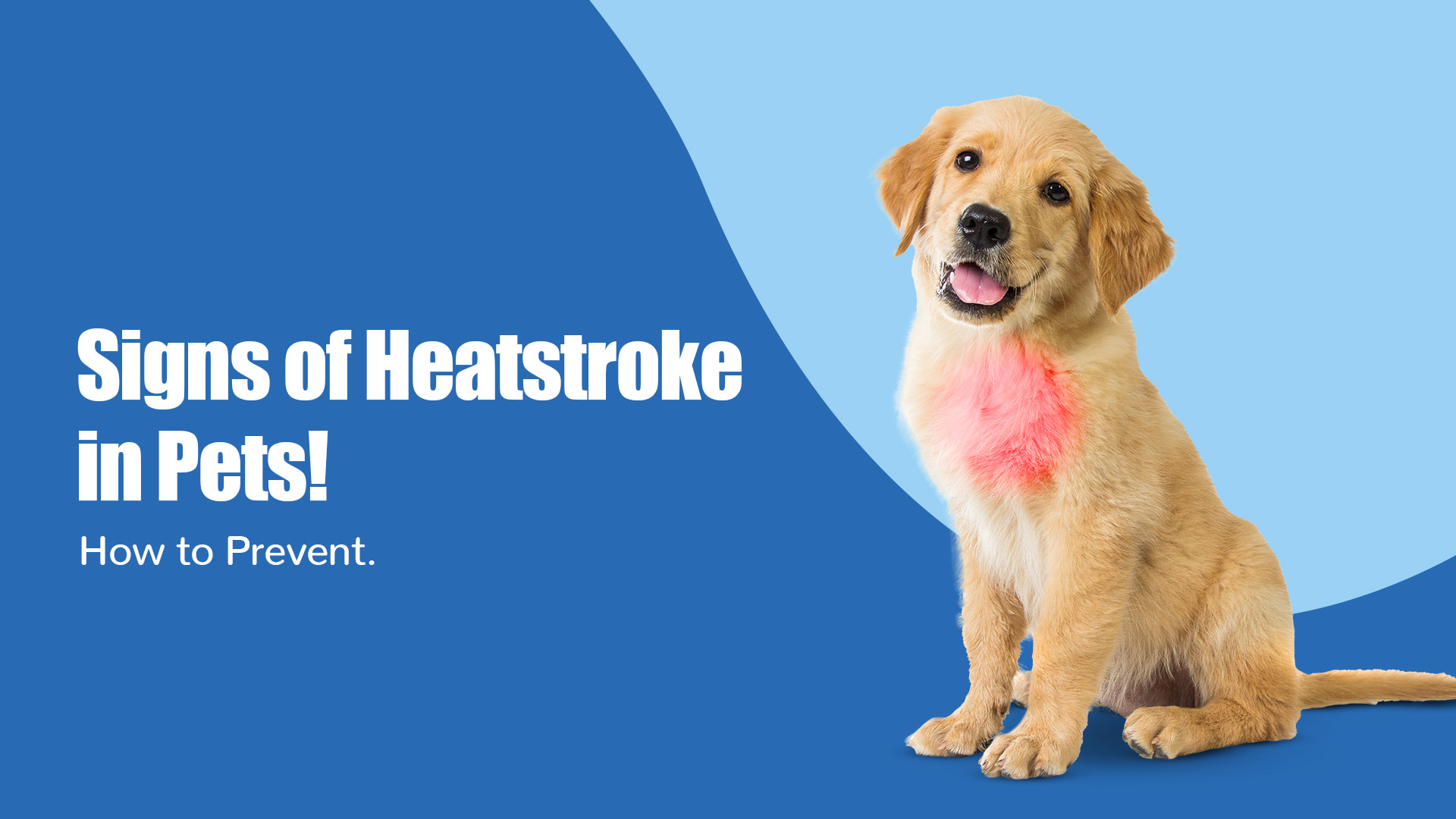 Common Summer Diseases in Dogs: Prevention Tips and Health Care Guide | Zigly Pet Shop in Sectors 47 and 49, gurugram Common Summer Diseases in Dogs: Prevention Tips and Health Care Guide | Zigly Pet Shop in Sectors 47 and 49, gurugram