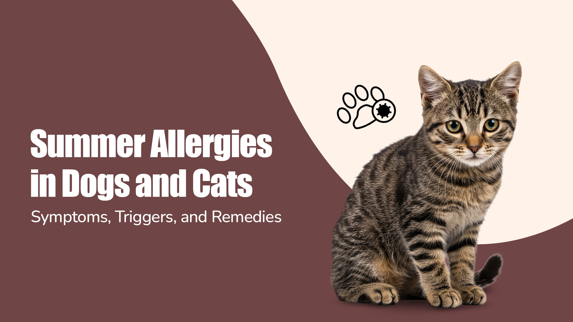 Summer Allergies in Dogs and Cats: Symptoms, Triggers & Remedies | Zigly Pet Shop in Kalyani Nagar, pune