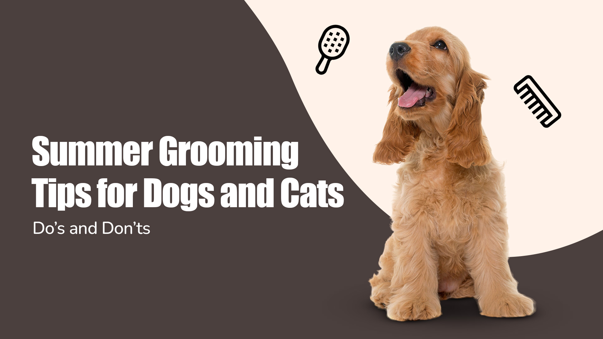 Summer Grooming Tips for Dogs and Cats: Do’s and Don’ts | Zigly Pet Shop in Sindhi Colony, Hyderabad