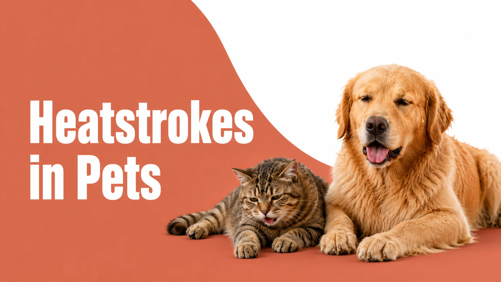 Heatstroke in Pets: How to Spot It, What to Do, and When to Rush to the Vet Heatstroke in Pets: How to Spot It, What to Do, and When to Rush to the Vet