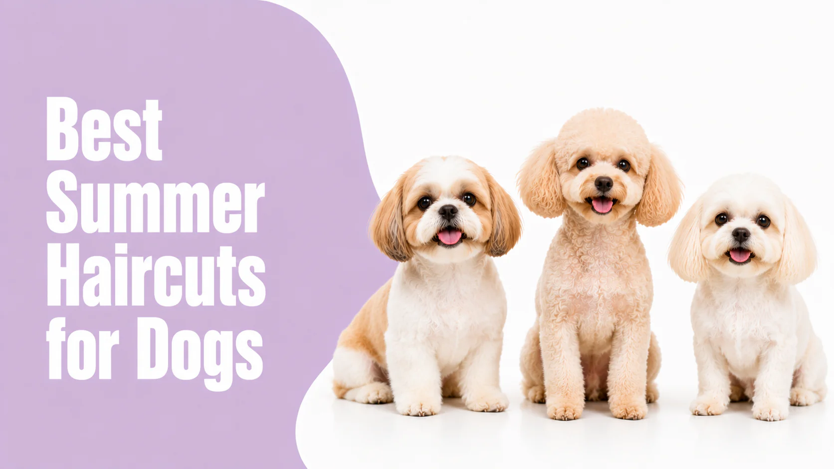 Best Summer Haircuts for Dogs in DLF Phase 5, gurugram: Breed-Wise Grooming Guide Best Summer Haircuts for Dogs in DLF Phase 5, gurugram: Breed-Wise Grooming Guide