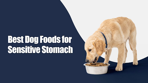 Best Dog Foods for Sensitive Stomachs in Sector 70, sahibzada ajit singh nagar: What Actually Works for Indian Dogs