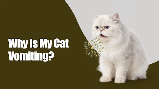 Why Is My Cat Vomiting in Sector 70, sahibzada ajit singh nagar? Causes, Home Care, and When It Is Serious