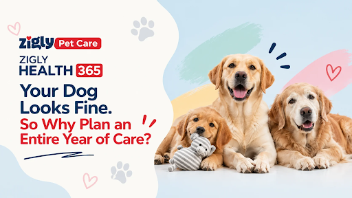 Zigly Health 365 in Sector 70, sahibzada ajit singh nagar: A Year of Care for Your Dog Zigly Health 365 in Sector 70, sahibzada ajit singh nagar: A Year of Care for Your Dog