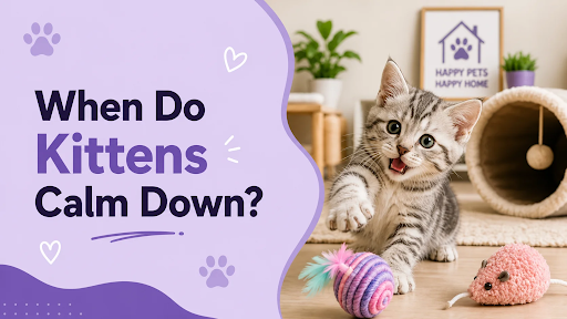 When Do Kittens Calm Down in sahibzada ajit singh nagar? Understanding Your Kitten’s Growth Milestones