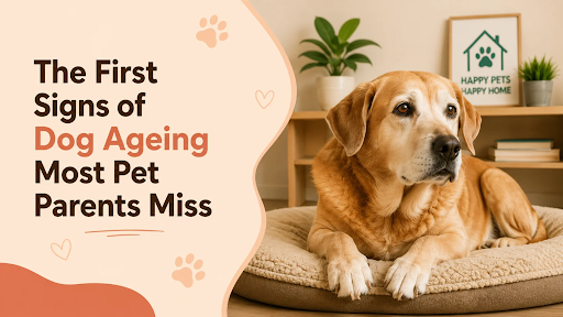 The First Signs of Dog Ageing Most Pet Parents Miss in sahibzada ajit singh nagar