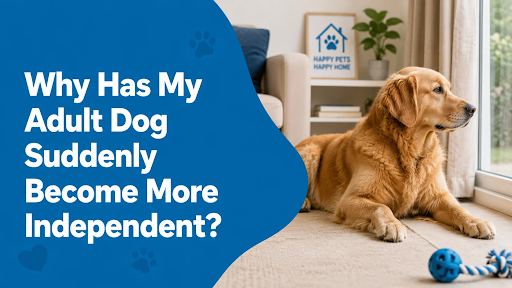 Why Has My Adult Dog Suddenly Become More Independent? When It Is Normal and When It Is Not in sahibzada ajit singh nagar Why Has My Adult Dog Suddenly Become More Independent? When It Is Normal and When It Is Not in sahibzada ajit singh nagar