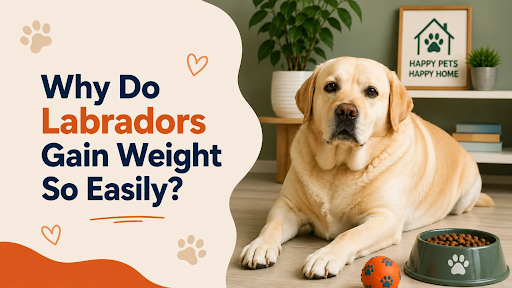 Why Do Labradors Gain Weight So Easily? Early Prevention Tips Every Owner Should Know in sahibzada ajit singh nagar