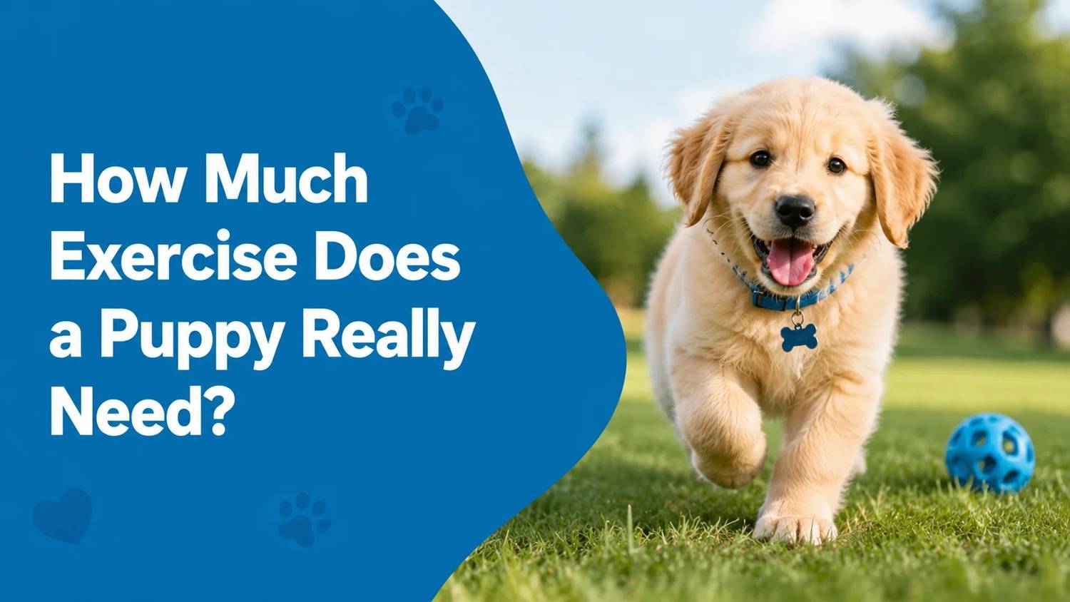 How Much Exercise Does a Puppy Really Need? Too Much Can Harm Growing Joints How Much Exercise Does a Puppy Really Need? Too Much Can Harm Growing Joints