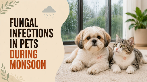 Fungal Infections in Pets During Monsoon in Rohini, new delhi: The Hidden Threat Every Pet Parent Should Know Fungal Infections in Pets During Monsoon in Rohini, new delhi: The Hidden Threat Every Pet Parent Should Know