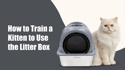 How to Train a Kitten to Use the Litter Box in Rohini, new delhi Without Losing Your Mind How to Train a Kitten to Use the Litter Box in Rohini, new delhi Without Losing Your Mind
