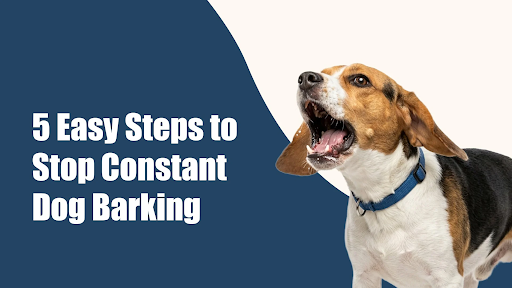 5 Easy Steps to Stop Constant Dog Barking in Rohini, new delhi 5 Easy Steps to Stop Constant Dog Barking in Rohini, new delhi
