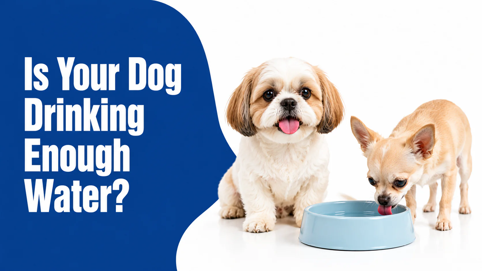 Is Your Dog Drinking Enough Water? Summer Hydration Guide for Pets in Rohini, new delhi Is Your Dog Drinking Enough Water? Summer Hydration Guide for Pets in Rohini, new delhi