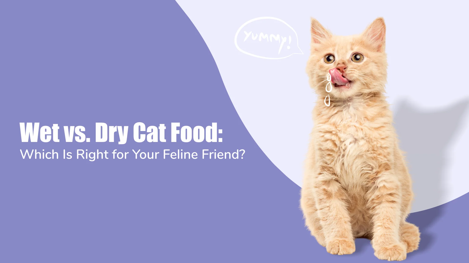 Cat Nutrition Made Easy: Wet vs. Dry Food with Zigly in Kalyani Nagar, pune