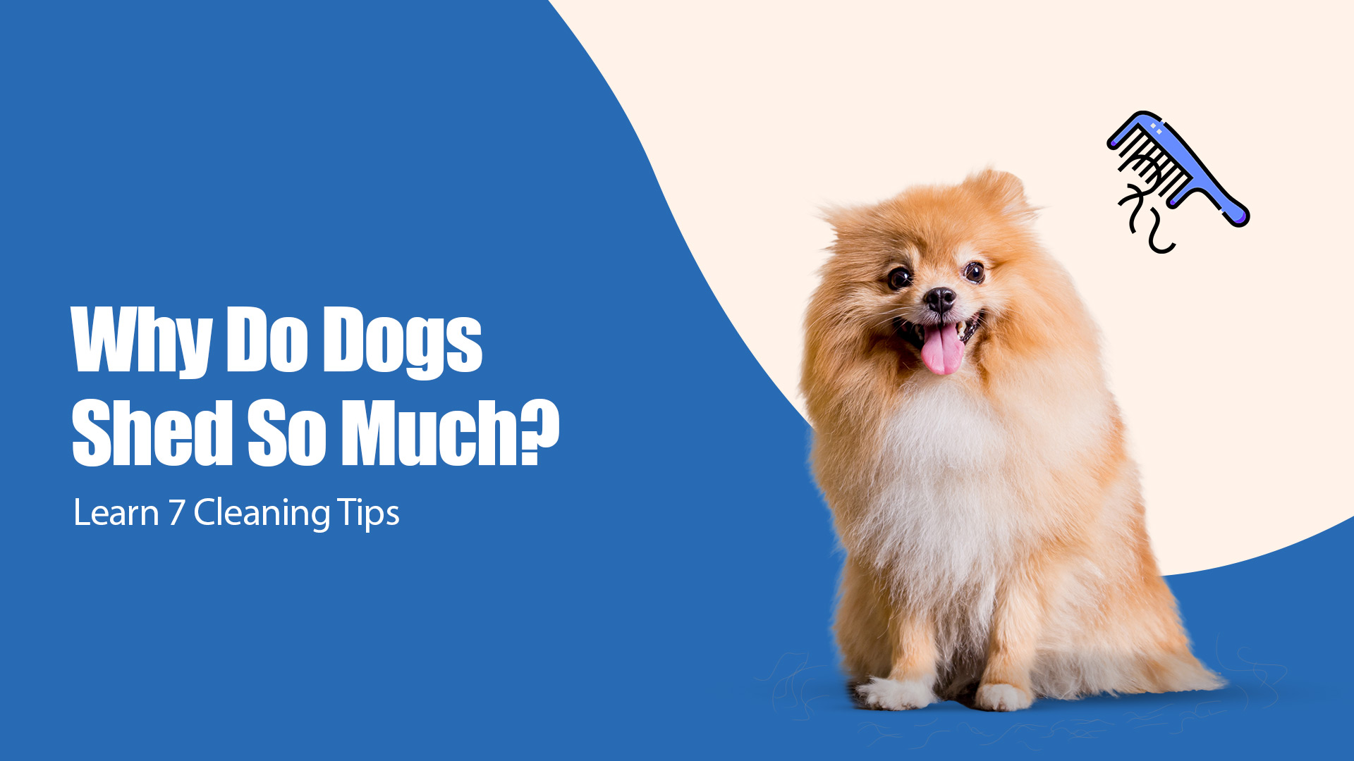 How to Clean Up Dog Hair: 7 Easy Tips | Zigly  Pet Shop in Vaishali Nagar, jaipur