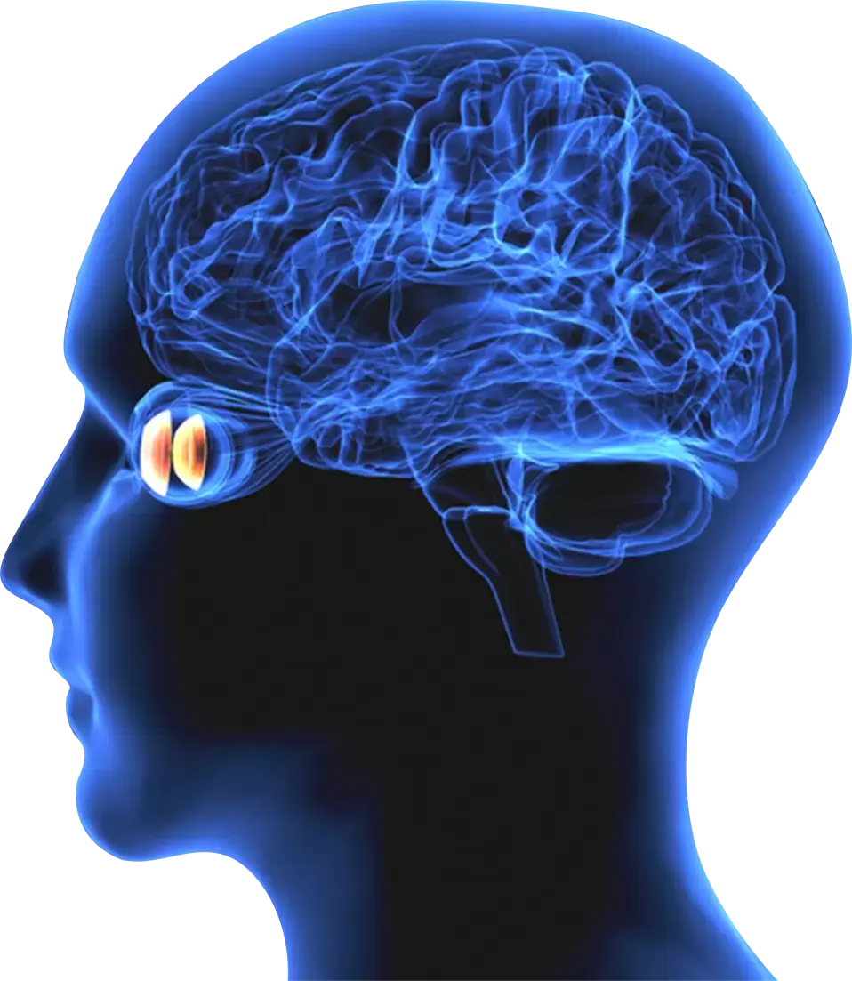 Neuro Ophthalmology Category